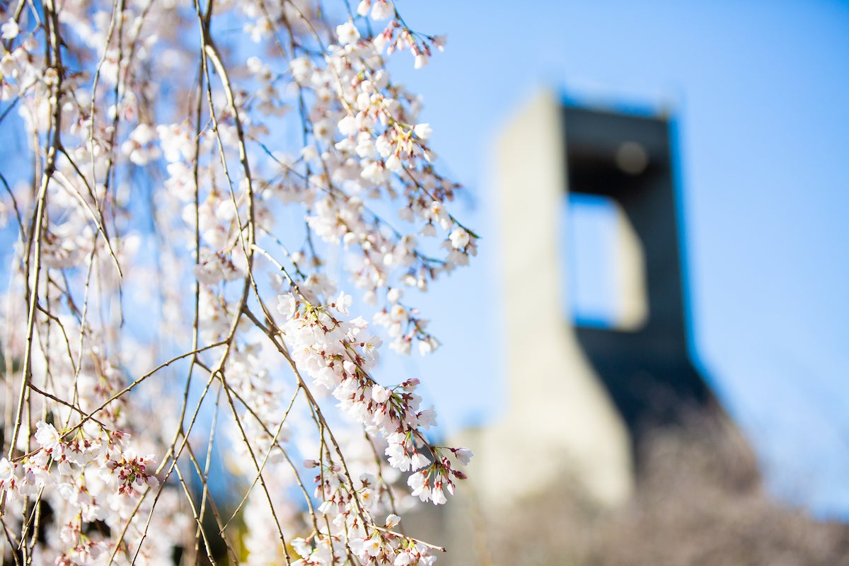 20190327_MainCampusSpringBlossoms-0559